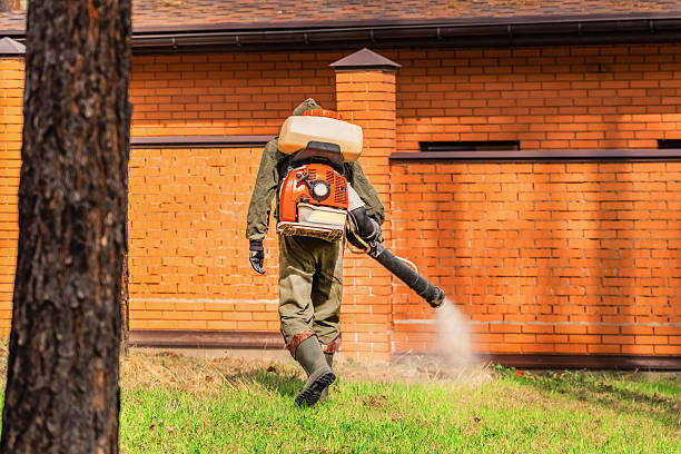 Trusted Ant Control service in Wisconsin Rapids, WI - Nex Pest Control